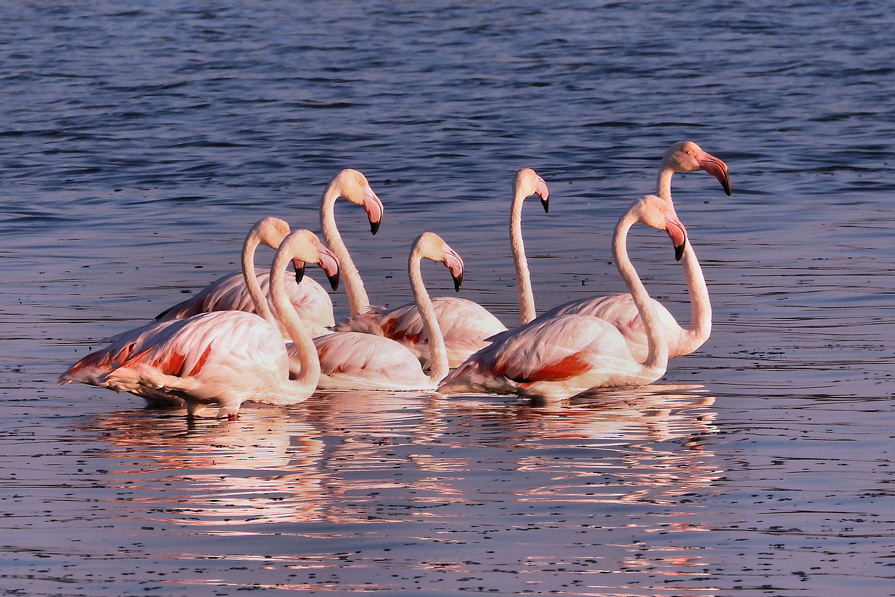 Chambre Location vacances Salin-de-Giraud